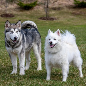 Luna and Tsuki the pair