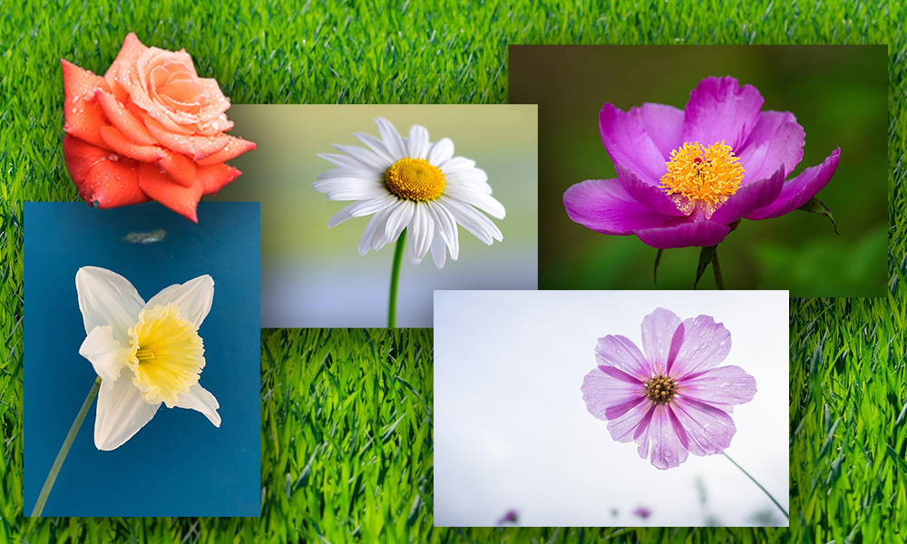 Image Collage banner