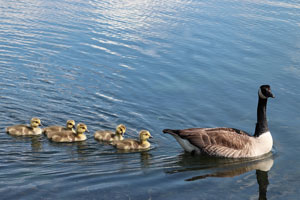 Canadian Goose and Goslings