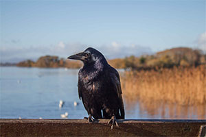 Crow perched on a fence