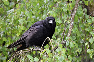 Crow in a tree