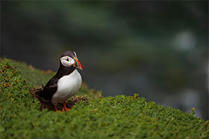 Puffin bird