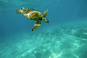 Sea Turtle swimming in blue water