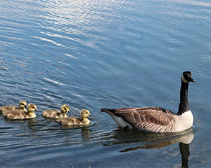 Canada Goose and goslings, free image