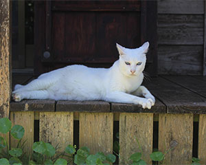 Cat on porch, free image