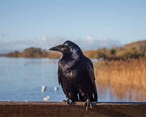 Crow, free image