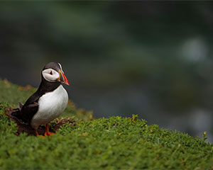 Puffin bird, free image