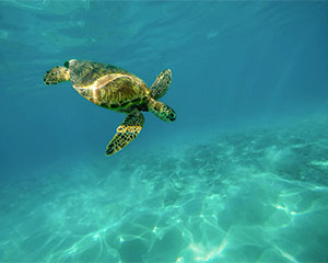 Sea Turtle, free image
