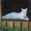 Cat on porch
