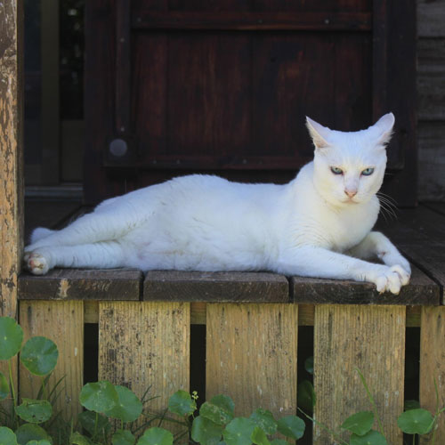 Cat on porch