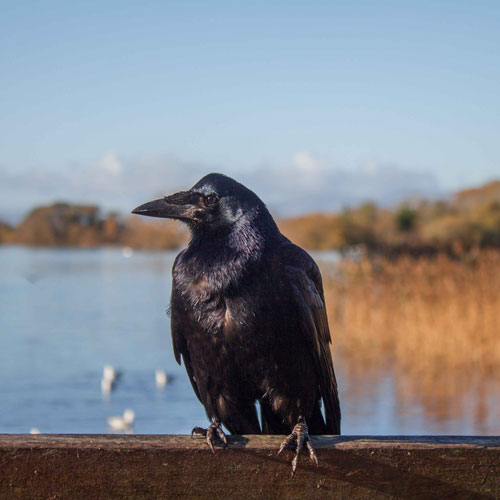 Crow on perch