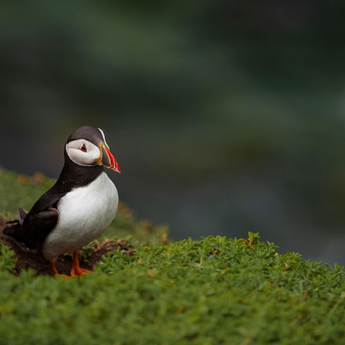 Puffin
