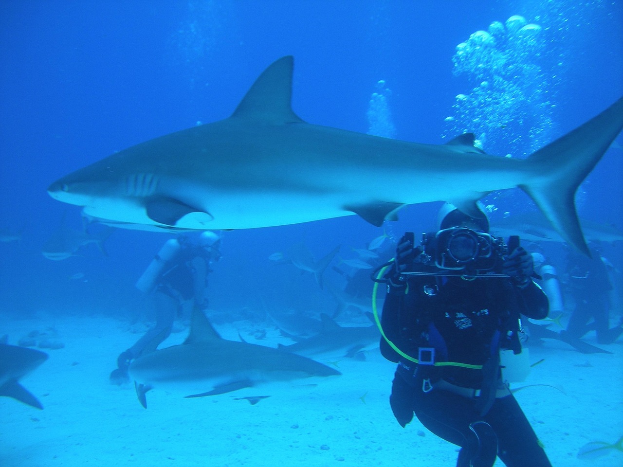 Diving with sharks