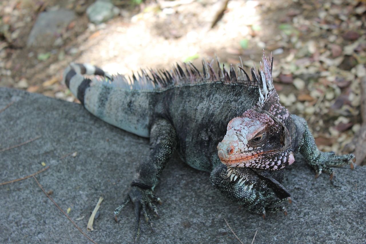 Iguana