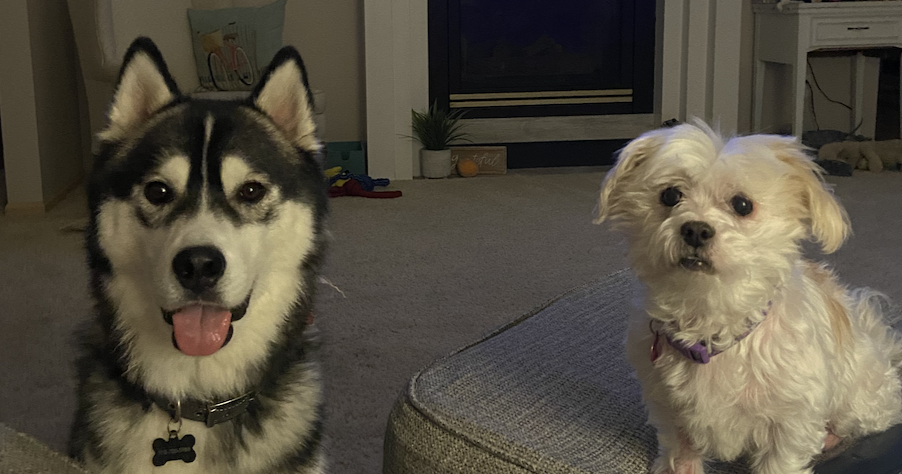 Picture of my dogs, Ash and Kacy